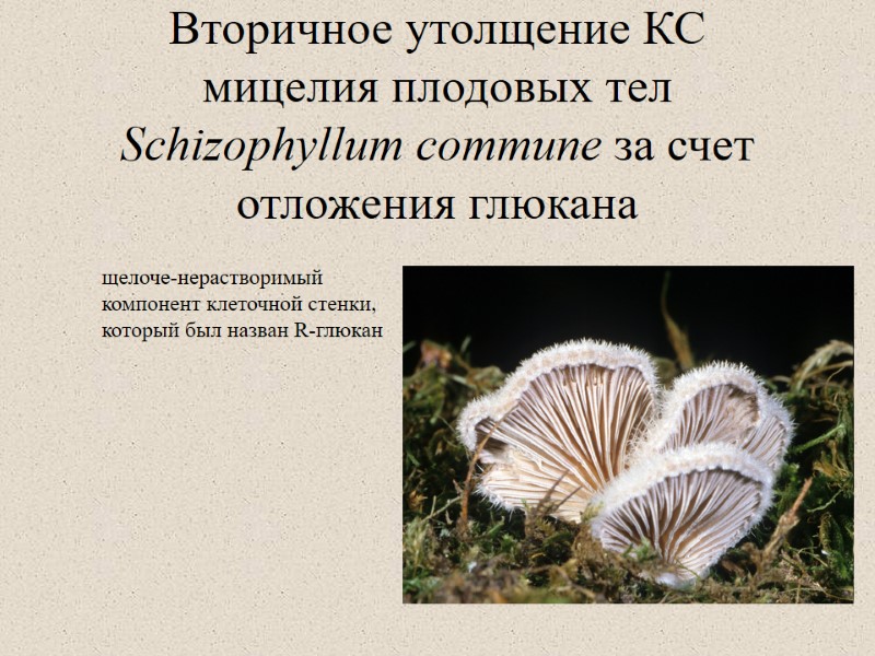 Вторичное утолщение КС мицелия плодовых тел Schizophyllum commune за счет отложения глюкана щелоче-нерастворимый компонент